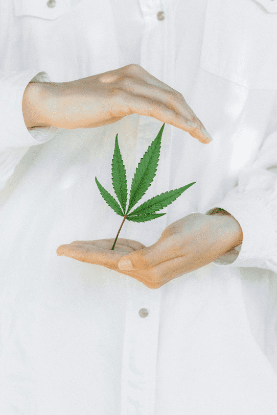 ČAJ Z KONOPNÝCH LISTŮ - 10 PŘEKVAPIVÝCH ZDRAVOTNÍCH PŘÍNOSŮ | Upinsmoke.cz